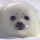 Pinni